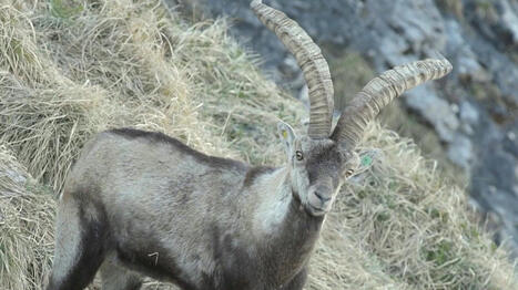 Des bouquetins ibériques sont réintroduits dans les Pyrénées | Vallées d'Aure & Louron - Pyrénées | Scoop.it