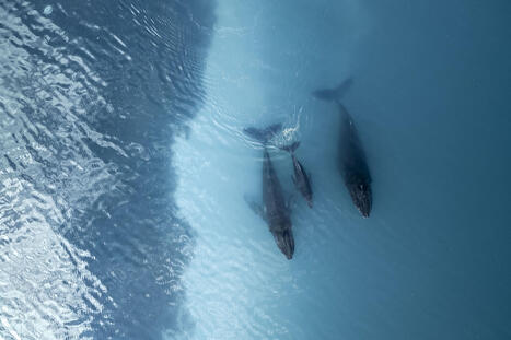 10% de l'oc&eacute;an est prot&eacute;g&eacute;. Maintenant, 20% de plus &agrave; faire - Mongabay | Biodiversit&eacute; | Scoop.it