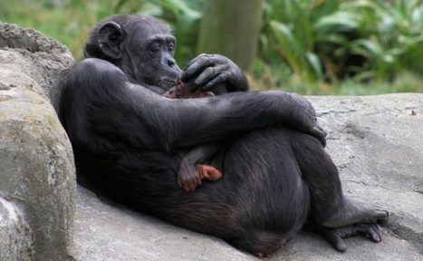 10 Amazing Displays Of Animal Empathy | Empathy and Animals | Scoop.it