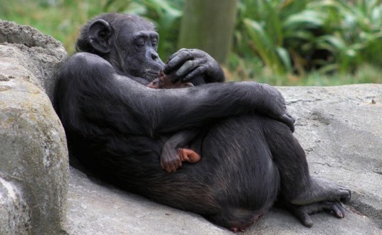 10 Amazing Displays Of Animal Empathy | Empathy...