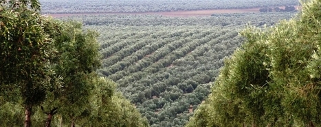 Vantaggi e svantaggi degli oliveti intensi e superintensivi | OLIVE NEWS | Scoop.it