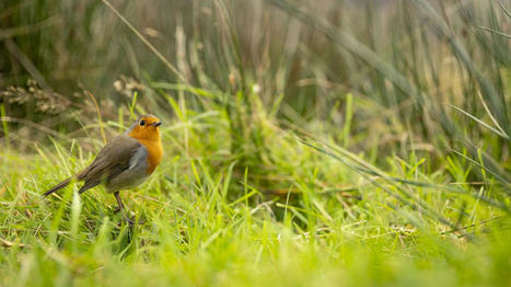 Vrai ou Faux. 60% des oiseaux des champs ont-ils disparu en Europe ces 40 dernières années ? | Biodiversité | Scoop.it