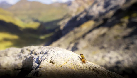 Une autoroute migratoire pour les insectes dans les Pyrénées | Pour la Science | Insect Archive | Scoop.it