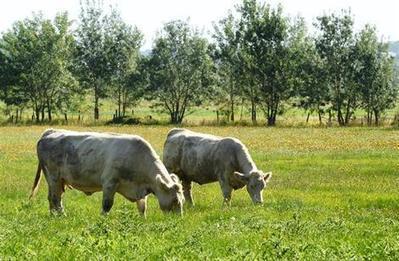 Un plan de relance pour l'élevage français - ouest-france.fr | Agriculture en Pays de la Loire | Scoop.it