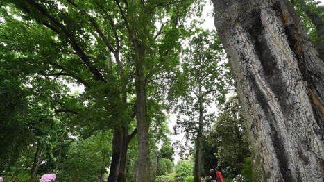 Depuis douze ans, Angers occupe la t&ecirc;te de ce classement national | Regards crois&eacute;s sur la transition &eacute;cologique | Scoop.it