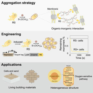 Programmable cell aggregation by a synthetic biosilicification approach | iSci | RMH | Scoop.it