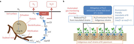 Mitigation of nitrous oxide emissions from soils by Bradyrhizobium japonicum inoculation | Plant-Microbe Symbiosis | Scoop.it