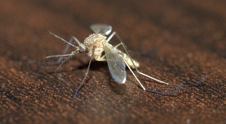 Et si on tuait tous les moustiques? | Variétés entomologiques | Scoop.it