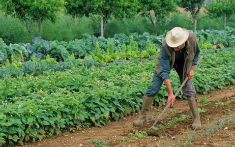 Cultiver son jardin pourrait devenir un acte criminel | Ces infos qui nous font du bien | Scoop.it