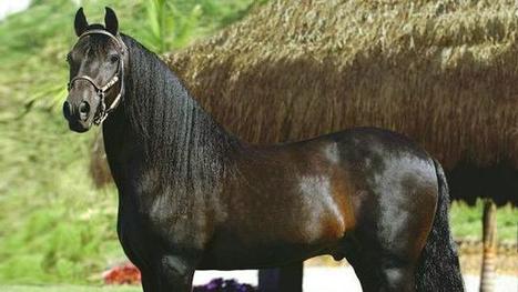 Los caballos criollos colombianos que conquistan la "capital ... - BBC Mundo | Caballo, Caballos | Scoop.it
