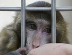 Animal Testing : Nearly 100,000 fewer animals used in labs | Science News | Scoop.it