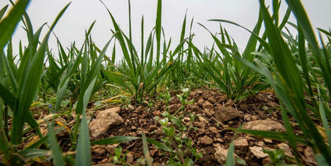 Réduction de l’usage des pesticides : les raisons d’un échec - Le Monde Planète | Gestion Durable des Ressources | Scoop.it
