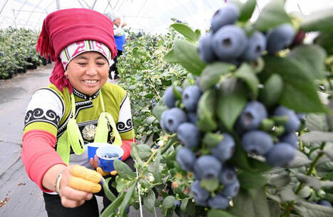 Beijing Daily - Farmers in southwestern #China&rsquo;s Yunnan... | Kunming-Yunnan | Scoop.it