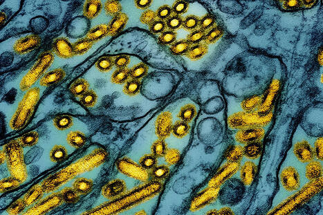 New York Temporarily Shutters Bird Markets after Seven Cases of Avian Flu are Detected in NYC | Virus World | Scoop.it