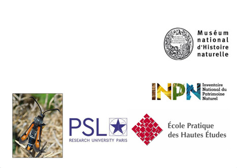 Ecologie et chorologie d&rsquo;une famille de l&eacute;pidopt&egrave;res m&eacute;connue, les Sesiidae - EPHE - &Eacute;cole pratique des hautes &eacute;tudes | Insect Archive | Scoop.it