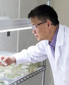 Éditer le génome d’une plante par la technique CRISPR ne conduit pas à un OGM | EntomoScience | Scoop.it