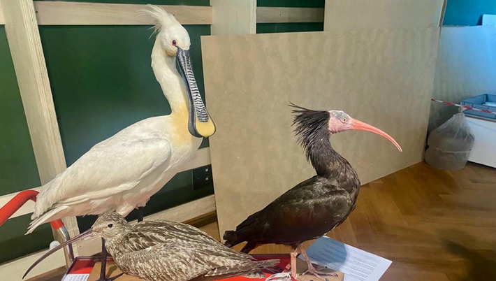 Après six ans de travaux, le musée zoologique de Strasbourg va rouvrir en septembre 2025 | Nouveautés - Offre touristique Alsace | Scoop.it