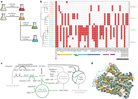 Engineering controllable alteration of malonyl-CoA levels to enhance polyketide production | Ncb | RMH | Scoop.it