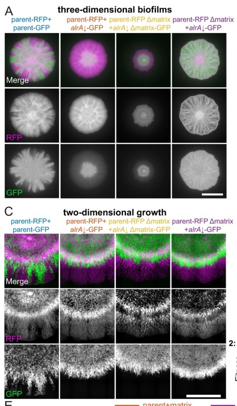 Three-dimensional biofilm colony growth supports a mutualism involving matrix and nutrient sharing eLife | RMH | Scoop.it