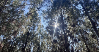 N&eacute;matode du pin&nbsp;: une nouvelle d&eacute;tection &agrave; Angresse, pr&egrave;s de Seignosse dans les Landes - ICI | Landes - Conseils municipaux & communautaires | Scoop.it