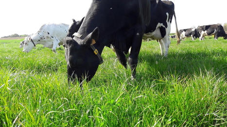 « Probable baisse » du prix du lait en vue | Economie de l'Elevage | Scoop.it