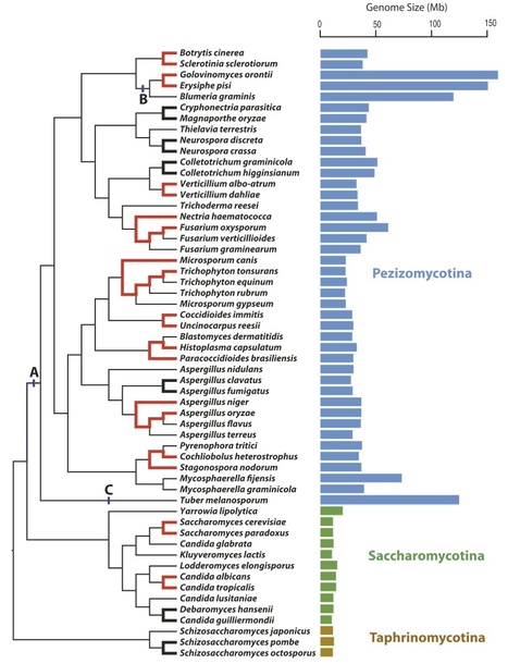 Genome Biology and Evolution: Causes and Consequences of Genome Expansion in Fungi | Plant Pathogenomics | Scoop.it