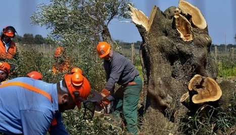 Bactérie tueuse d'oliviers en Corse : la seule solution ? Couper les arbres. Inquiétant | Les Colocs du jardin | Scoop.it