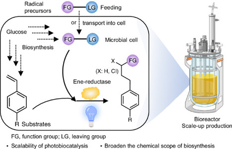 Harnessing photoenzymatic reactions for unnatural biosynthesis in microorganisms | Ncat | RMH | Scoop.it