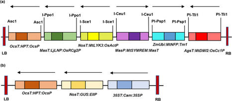 Perceiving Rhizobial Nod Factor by Transgenic Rice (Oryza sativa) with MtNFP and MtLYK3 Receptor-like Kinases along with Supporting Genes Revealed Through Root Hair Deformation and Activation of Ca... | Plant-Microbe Symbiosis | Scoop.it