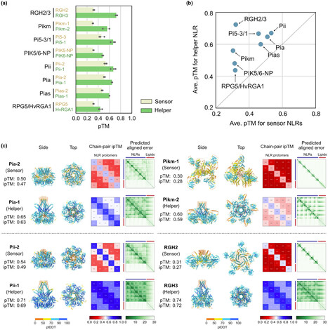 New Phytol: Can AI modeling of protein structures distinguish between sensor and helper NLR immune receptors? (2025) | Publications | Scoop.it