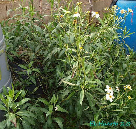 El té de huerta: Bidens aurea | Pequeños Placeres_aal66 | Scoop.it