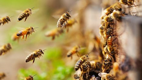 Kuolema tunnetaan hajuttomuudestaan &ndash; Tutkijat l&ouml;ysiv&auml;t manalasignaalin | 1Uutiset - Lukemisen t&auml;hden | Scoop.it