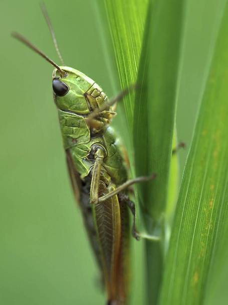 Why We Need Insects; Even Pesky Ones | BIODIVERSITY IS LIFE  – | Scoop.it
