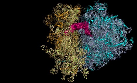 Translational accuracy of a tethered ribosome | I2BC Paris-Saclay | Scoop.it