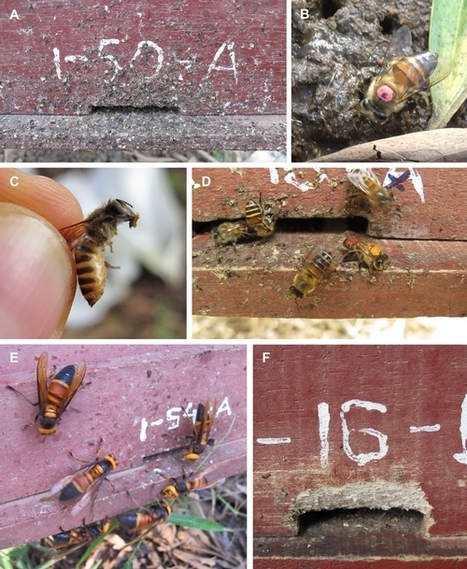 Face aux frelons, les déjections animales sont l'arme ultime des abeilles | EntomoNews | Scoop.it