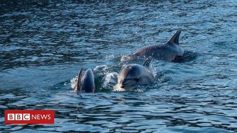 Coronavirus: Wild animals enjoy freedom of a quieter world | Other Current Issues -  COVID-19 | Scoop.it