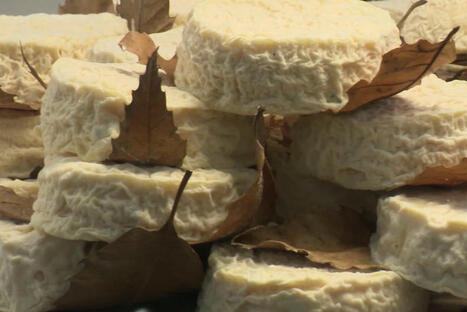 Connaissez-vous ce fromage de chèvre posé sur une feuille de châtaignier ? Vous devriez ! Il vient d'obtenir son AOC | Actualités de l'élevage | Scoop.it