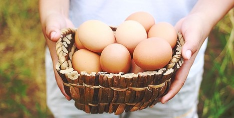 Neuf raisons de manger des œufs | Koter Info - La Gazette de LLN-WSL-UCL | Scoop.it