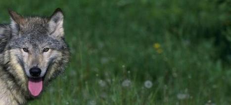 Attaques de loups : Onze spécimens pourront être abattus en 2012-2013 | Pastoralisme Ours Loups Lynx | Scoop.it