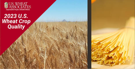 High Quality US Desert Durum is Ideal for 2023 | MED-Amin network | Scoop.it
