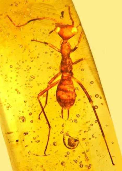 Découverte d’un insecte unique en son genre datant de 100 millions d’années | Actualité Houssenia Writing | EntomoNews | Scoop.it