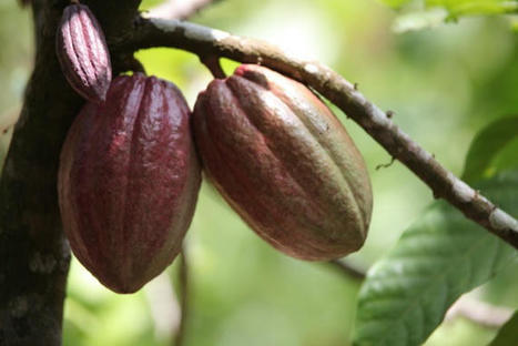 Cacao : la hausse des prix va doper la production en Amérique latine | Questions de développement ... | Scoop.it