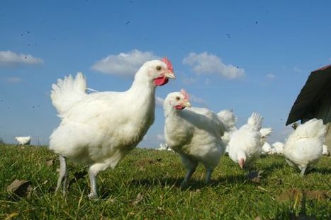 Les salariés de Doux fixés sur leur sort cette semaine | La Gazette des abattoirs | Scoop.it