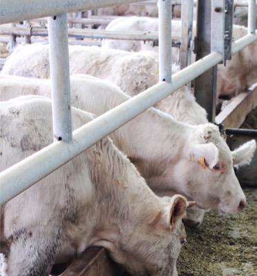 Ter'élevage lance un outil pour réduire la consommation d'antibiotiques | Elevage et numérique | Scoop.it