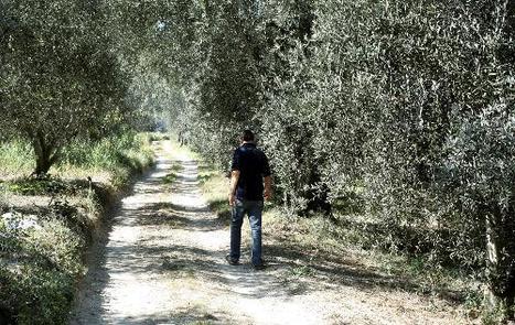 Olives : le cri d’alarme des oléiculteurs du Var | EntomoNews | Scoop.it