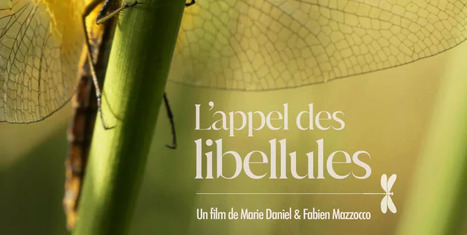 À l’occasion de la Journée mondiale des zones humides, la France célèbre ses zones humides pendant 1 mois ! | Variétés entomologiques | Scoop.it