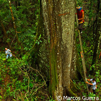 La pollution perturbe le cycle d'azote des for&ecirc;ts tropicales | Toxique, soyons vigilant ! | Scoop.it