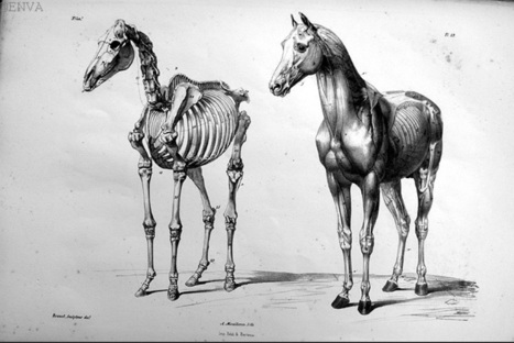 Enva : Le cheval et les artistes | Produits Beaux Arts-Livres et Manuels d'art-Documents- | Scoop.it