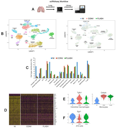 Vers une compréhension des mécanismes de la radiothérapie FLASH | Life Sciences Université Paris-Saclay | Scoop.it