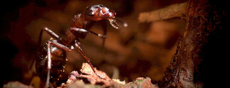 La fourmi rousse (Le Tour de France de la biodiversité 9/21) | Insect Archive | Scoop.it
